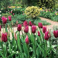 Thumbnail for Bulbi Lalele Maytime 6 buc