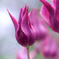 Thumbnail for Bulbi Lalele Maytime 6 buc