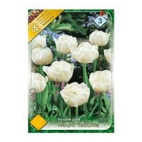 Thumbnail for Bulbi Lalele Mount Tacoma 7 buc