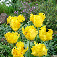 Thumbnail for Bulbi Lalele Texas Gold 7 buc