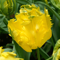 Thumbnail for Bulbi Lalele Texas Gold 7 buc