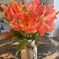 Thumbnail for Bulbi Lalele Apricot Parrot 5 buc