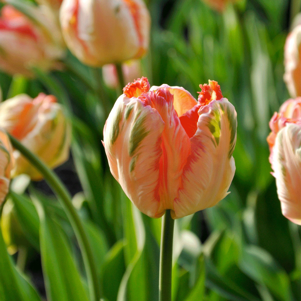 Bulbi Lalele Apricot Parrot 5 buc