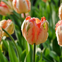 Thumbnail for Bulbi Lalele Apricot Parrot 5 buc