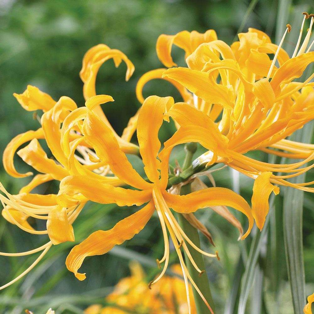 Bulbi Lycoris Aurea 1 buc