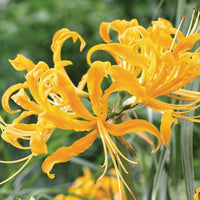 Thumbnail for Bulbi Lycoris Aurea 1 buc