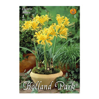 Thumbnail for Bulbi Lycoris Aurea 1 buc