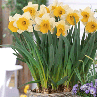 Thumbnail for Bulbi Narcise Goblet 5 buc