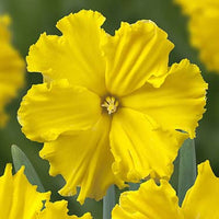 Thumbnail for Bulbi Narcise Gold Disc 5 buc