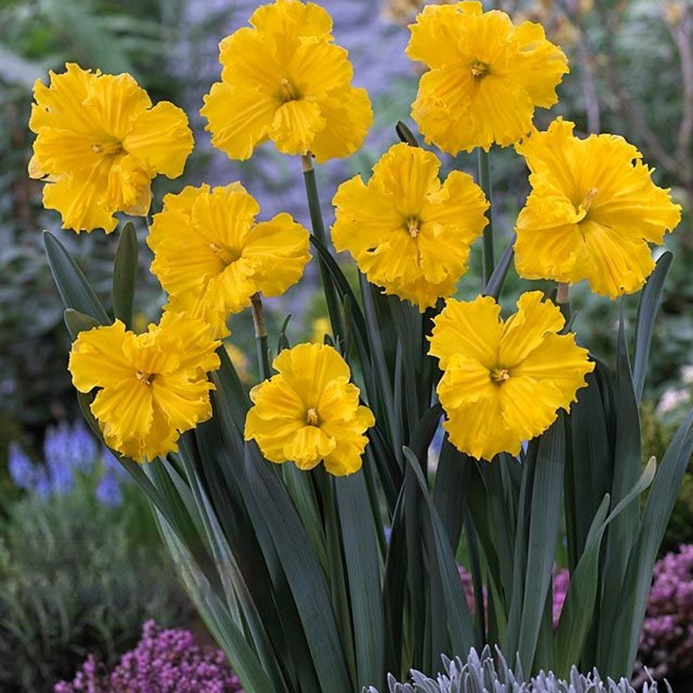 Bulbi Narcise Gold Disc 5 buc