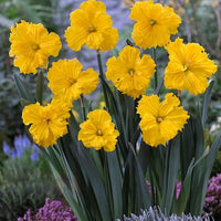 Thumbnail for Bulbi Narcise Gold Disc 5 buc