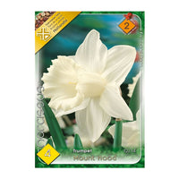 Thumbnail for Bulbi Narcise Mount Hood 4 buc