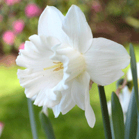 Thumbnail for Bulbi Narcise Mount Hood 4 buc