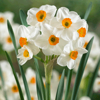 Thumbnail for Bulbi Narcise Tazetta Geranium 5 buc