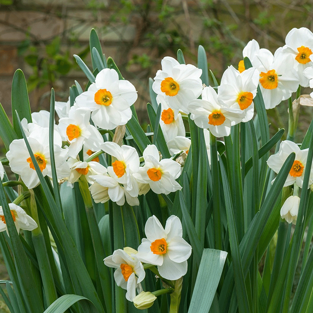 Bulbi Narcise Tazetta Geranium 5 buc