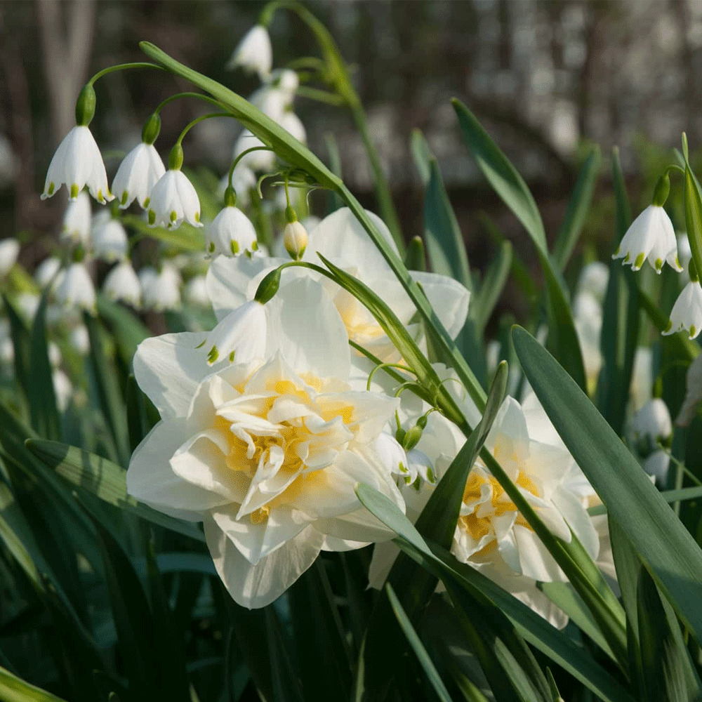 Bulbi Narcise White Lion 5 buc