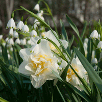 Thumbnail for Bulbi Narcise White Lion 5 buc