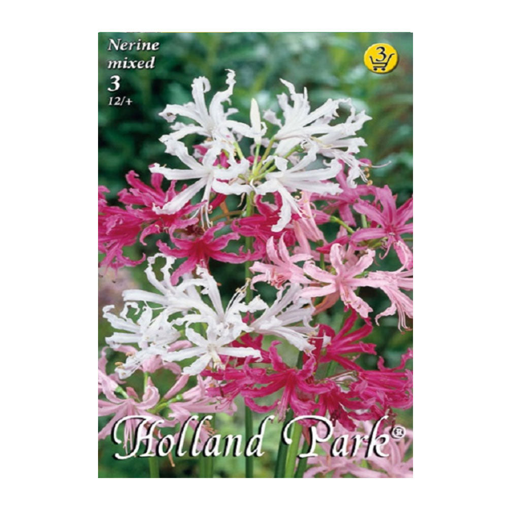 Bulbi Nerine Mix 3 buc