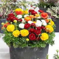 Thumbnail for Bulbi Ranunculus Asiaticus Mix 10 buc