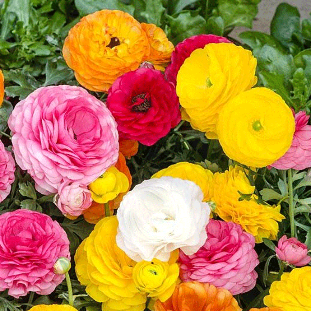 Bulbi Ranunculus Asiaticus Mix 10 buc