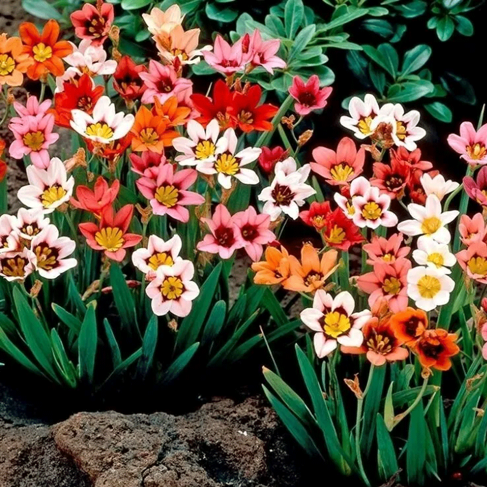 Bulbi Sparaxis Tricolor Mix 15 buc