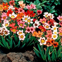 Thumbnail for Bulbi Sparaxis Tricolor Mix 15 buc