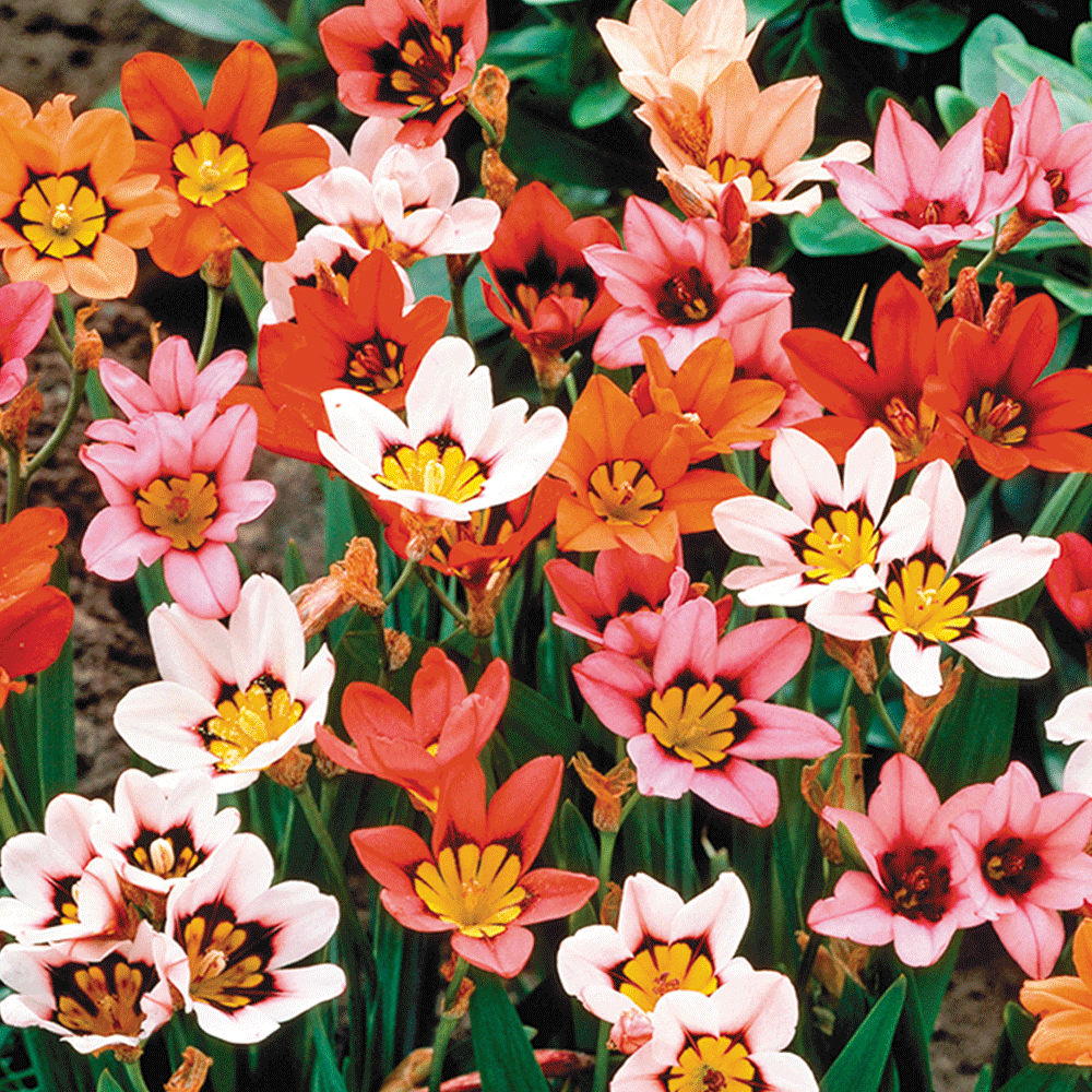 Bulbi Sparaxis Tricolor Mix 15 buc