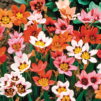 Thumbnail for Bulbi Sparaxis Tricolor Mix 15 buc
