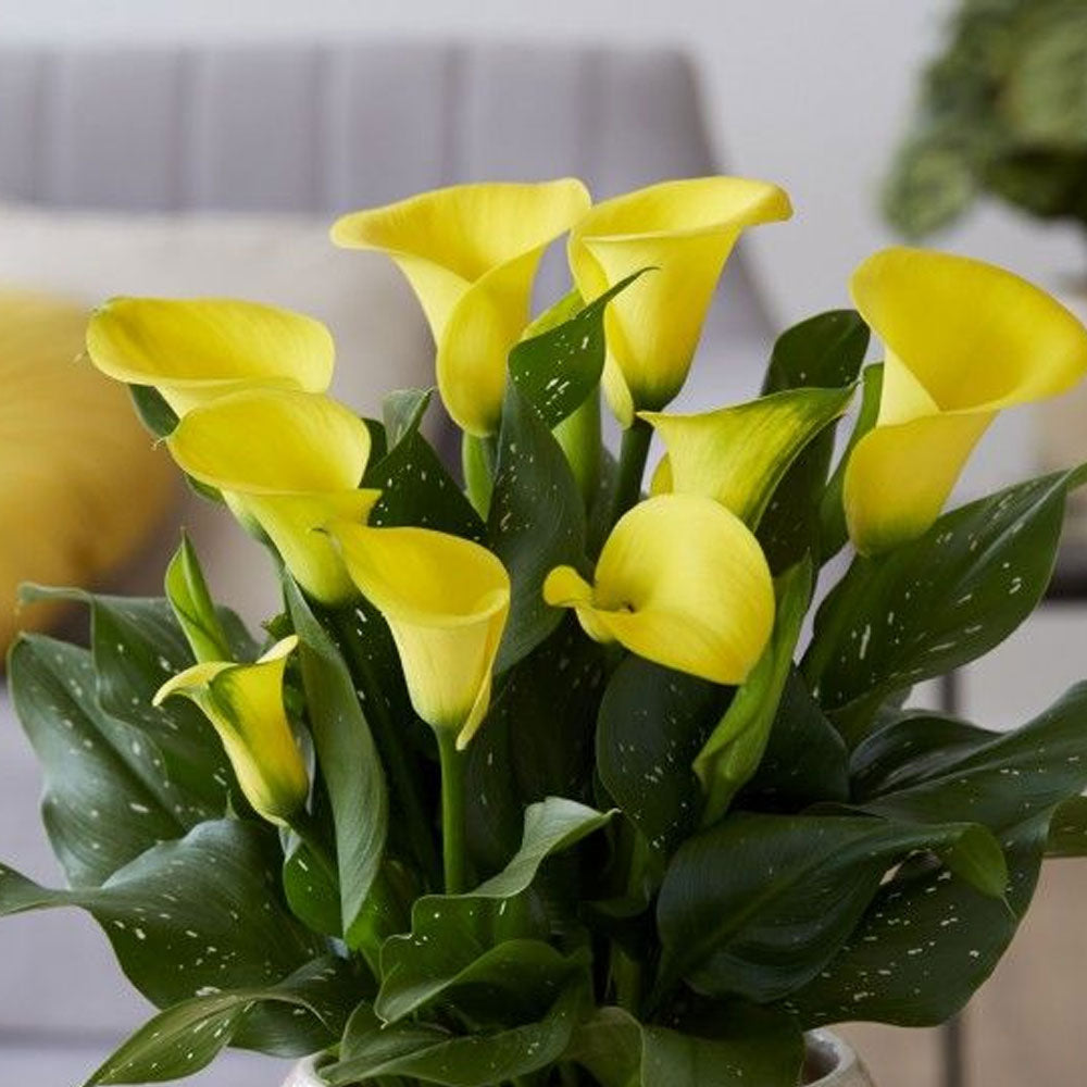 Bulbi Cala Galben 1 buc