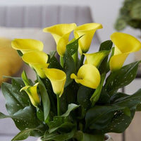 Thumbnail for Bulbi Cala Galben 1 buc