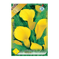 Thumbnail for Bulbi Cala Galben 1 buc