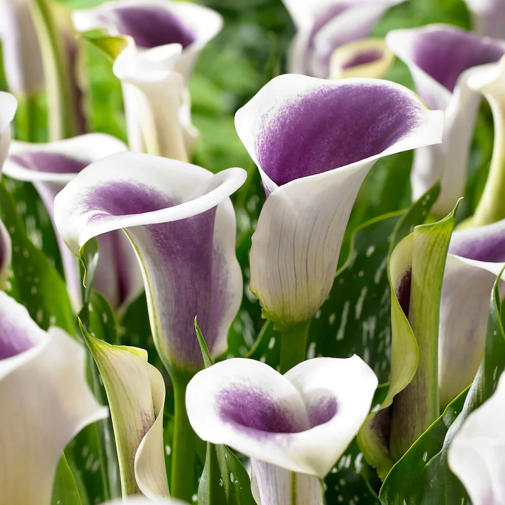 Bulbi Cala Picasso 1 buc