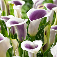 Thumbnail for Bulbi Cala Picasso 1 buc