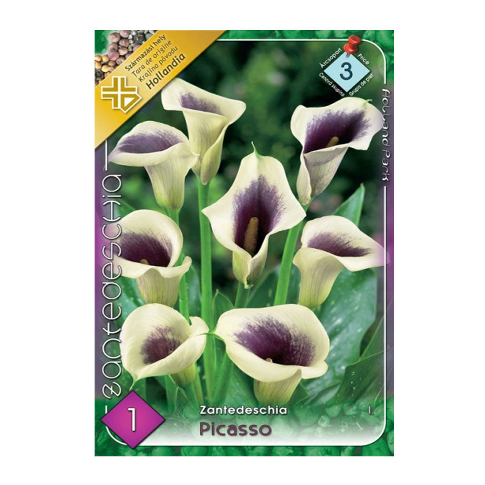 Bulbi Cala Picasso 1 buc