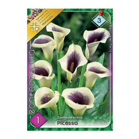 Thumbnail for Bulbi Cala Picasso 1 buc