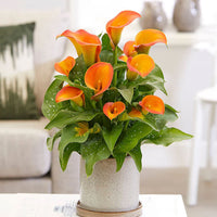 Thumbnail for Bulbi Cala Portocaliu 1 buc