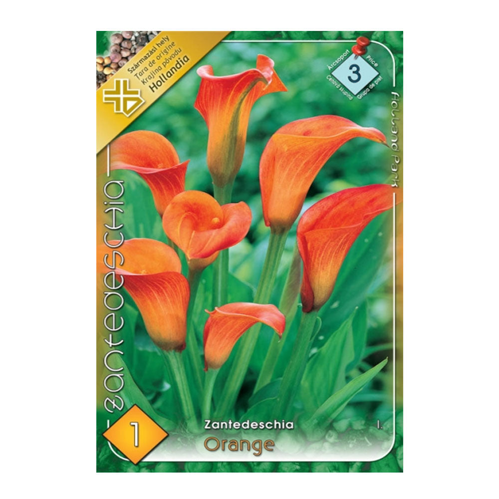 Bulbi Cala Portocaliu 1 buc