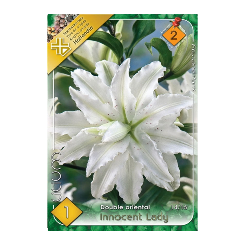 Bulbi Crini Innocent Lady 1 buc