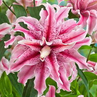 Thumbnail for Bulbi Crini Magic Star 1 buc