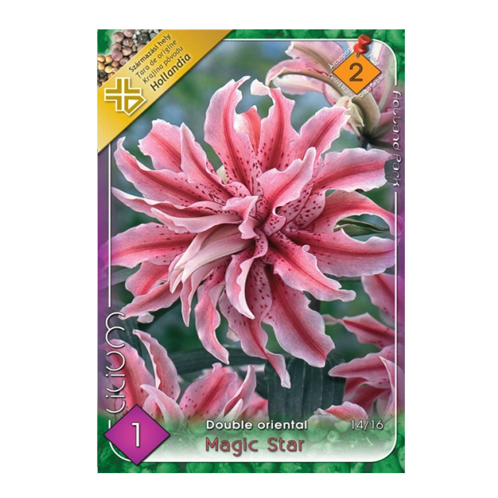 Bulbi Crini Magic Star 1 buc