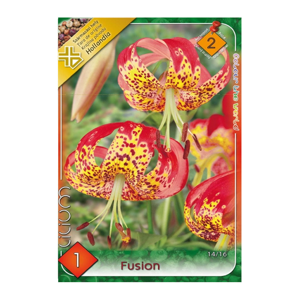 Bulbi Crini Fusion 1 buc