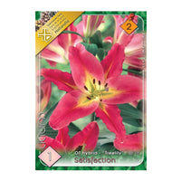 Thumbnail for Bulbi Crini Satisfaction 1 buc