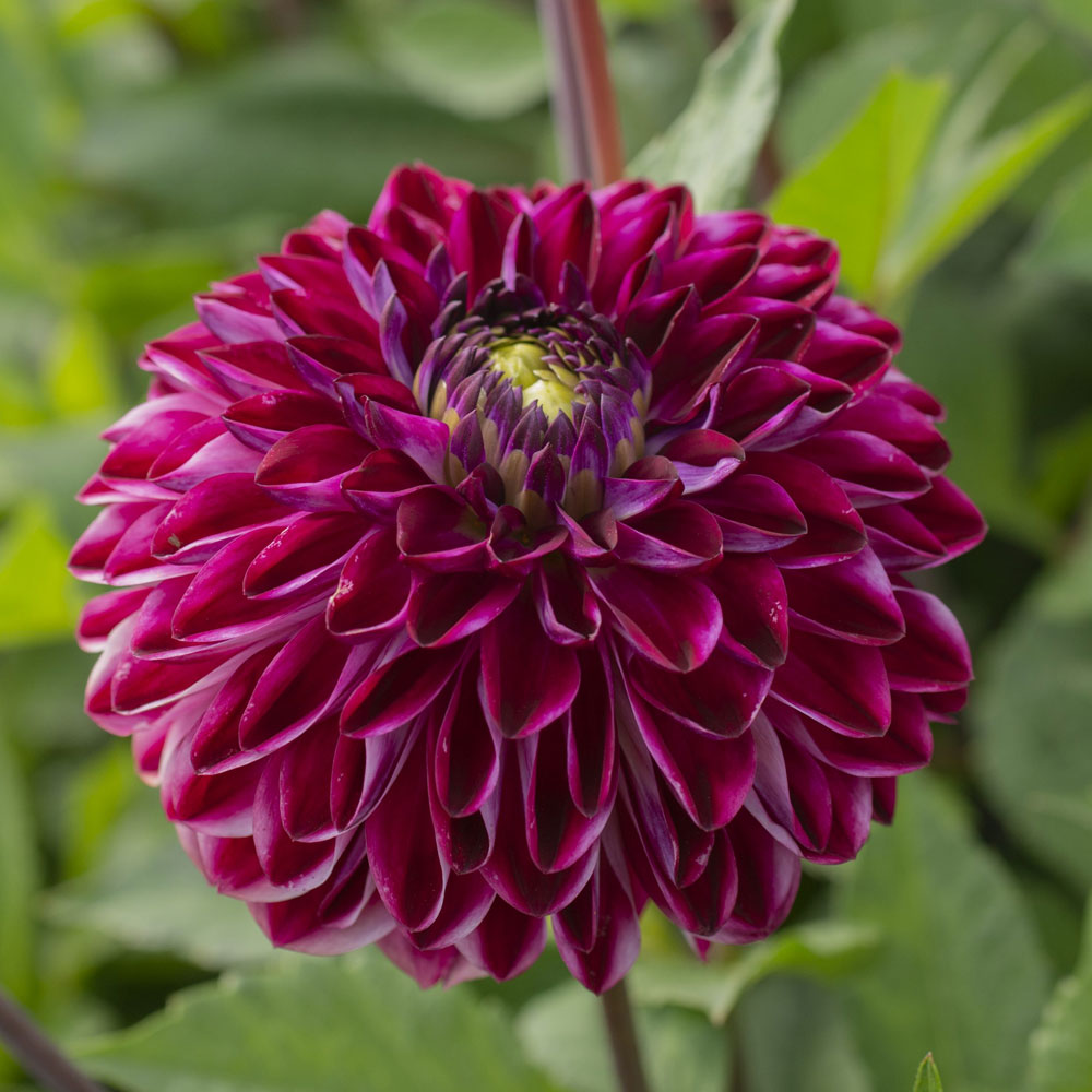 Bulbi Dalii Osirium 1 buc