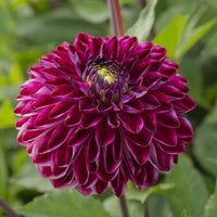 Thumbnail for Bulbi Dalii Osirium 1 buc