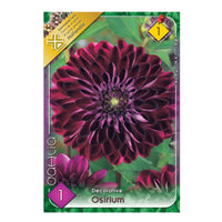 Thumbnail for Bulbi Dalii Osirium 1 buc