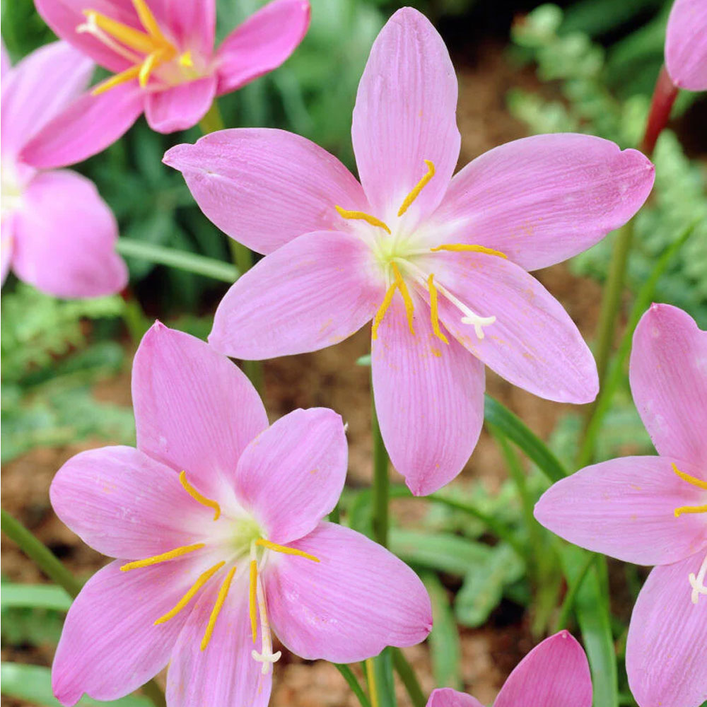 Bulbi Habranthus Robustus 10 buc