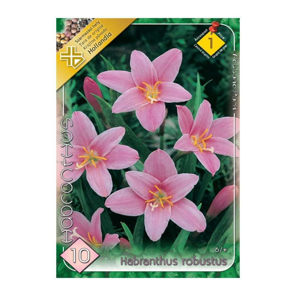 Bulbi Habranthus Robustus 10 buc