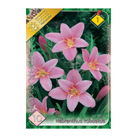 Thumbnail for Bulbi Habranthus Robustus 10 buc