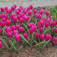 Thumbnail for Bulbi Lalele Violacea 10 buc