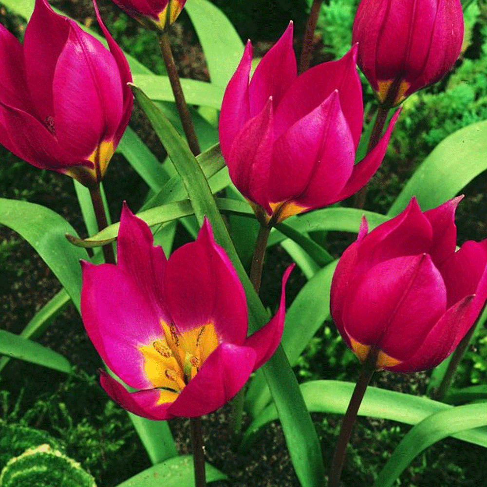 Bulbi Lalele Violacea 10 buc